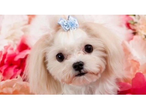 Maltese terrier xs sıfır numara ev doğumlu