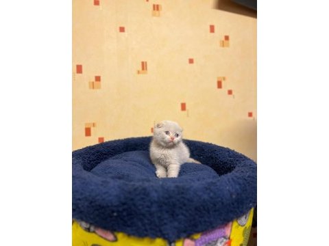 Scottish fold yavrular 5 adet