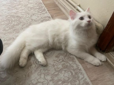 Uysal ve eğitimli kedimiz yeni yuvasını arıyor