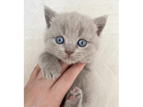 Dişi british shorthair yuva arıyor
