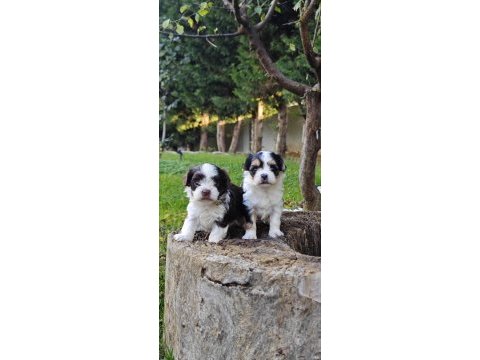 Şahane a kalite orjinal morkie yavrular