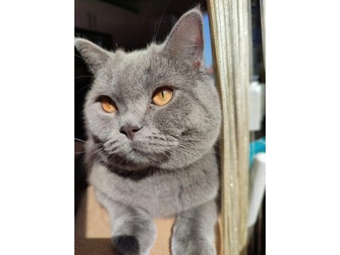 Sakin british shorthair kedimiz çocuk alerjisi kaynaklı