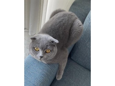 Scottish fold masum kedim