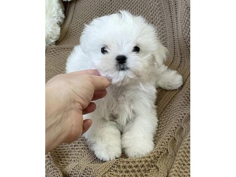 Korekan eşsiz güzellikte maltese yavrularımız