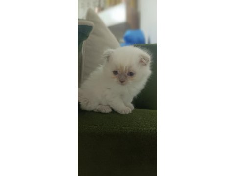 Blue point boncuk gözlü scottish fold