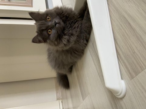British shorthair yeni yuvamızı arıyoruz