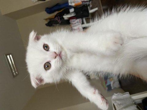3 aylık scottish fold yavrular