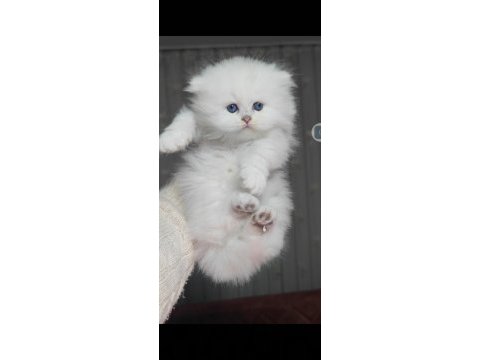 British longhair kedisi