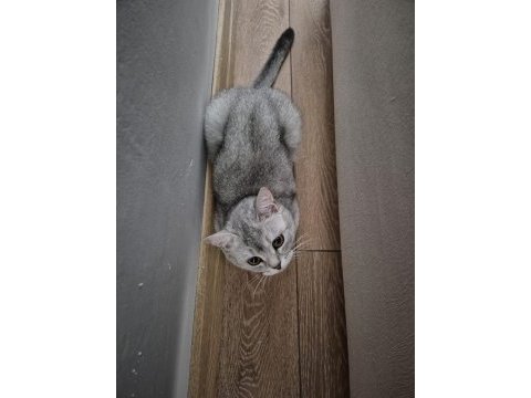 Ücretsiz 8 aylık british shorthair
