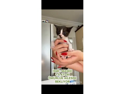 Mini mini tekir kediler yeni sıcak yuvalarını arıyoruz