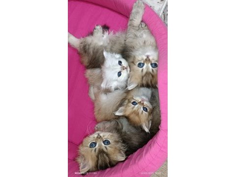 British longhair safkan yavrular