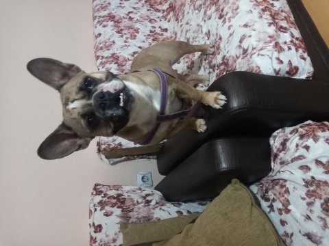 15 aylık dişi french bulldog hiç eşleştirilmemişştir