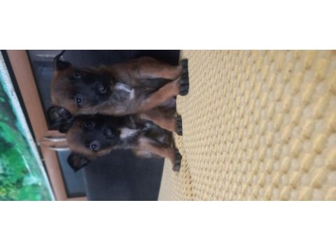 Bursa malinois krallığı ndan rezerveye açık yavrular