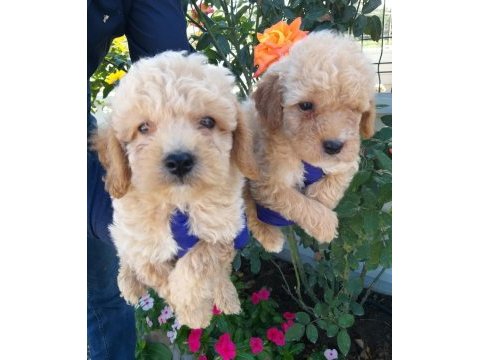 Apricot poodle bebişler