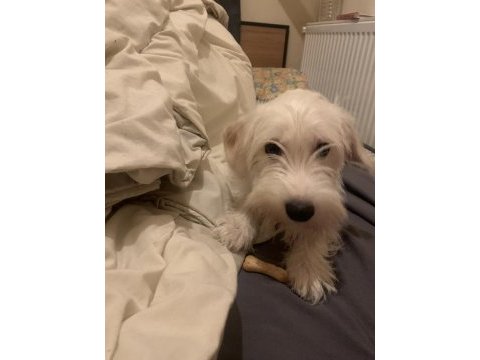 Maltese terrier golden kırması 1 yaşında