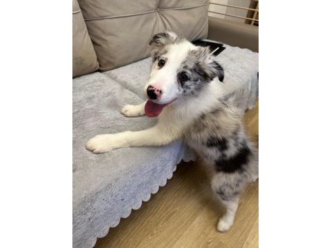 2 aylık blue merle border collie