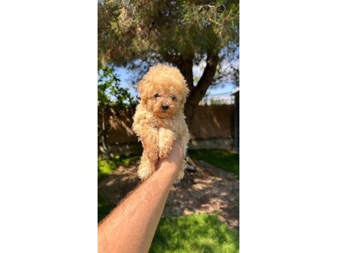 Aprikot toy poodle yavrumuz 