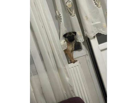 8 aylık uygun fiyata dişi sahiplendirilecek pug