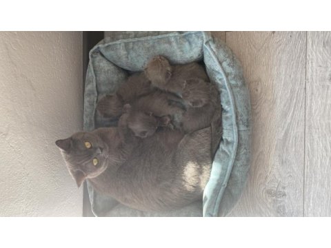 Aydın yavru british shorthair
