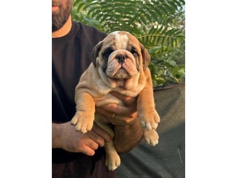 Bulldog ırkının en iyi detayları