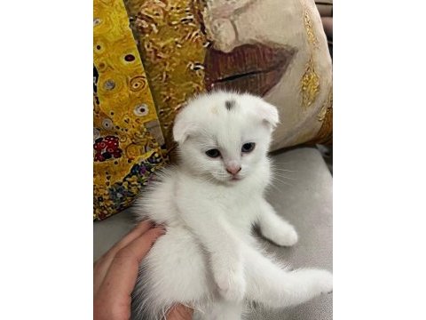 Scottish fold yavru kedilerimiz yeni yuvasını arıyor