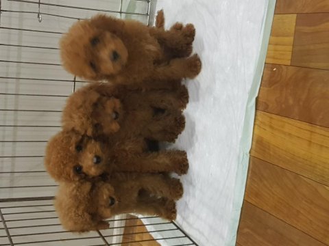 Müthiş uygun fiyatlara orjinal toy poodle yavrular