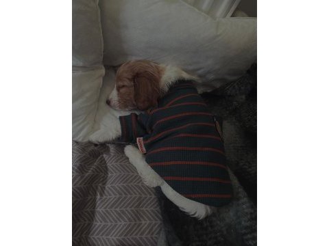 Herkesle 40 yıllık arkadaş gibi olan maltipoo