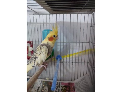 Acil cana yakın erkek kuşum sahiplendirilecektir