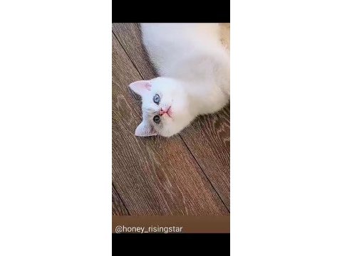 Beyaz mavi gözlü erkek british shorthair
