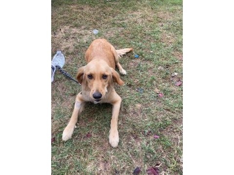 Sevecen 1 yaşında golden retriever kız