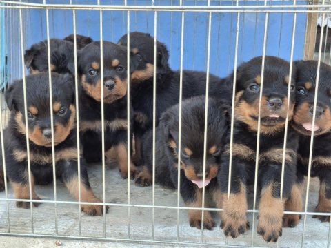 A şecereli macar koca kafa küt burun rottweiler yavrular