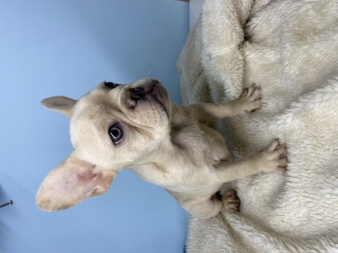 Renkli gözlü erkek french bulldog bebek yeni yuvasını arıyor