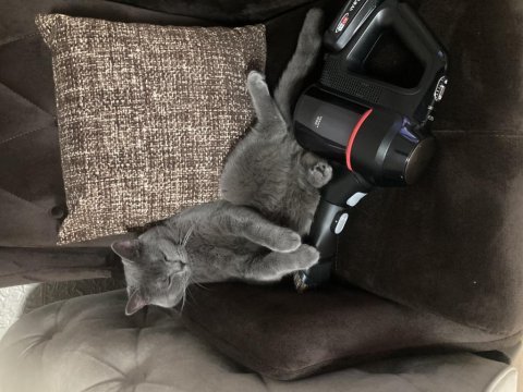 12 aylık british shorthair