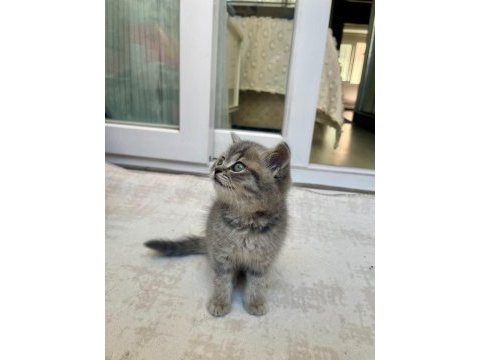 Silver tabby shorthair straight 3 aylık yavru kedimiz