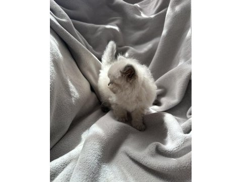 British longhair yavru kedim