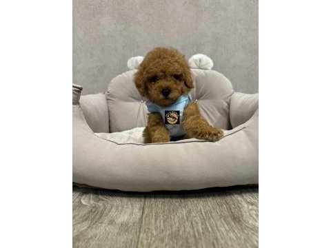 Pets world ayrıcalığı ile toy poodle yavrularımız