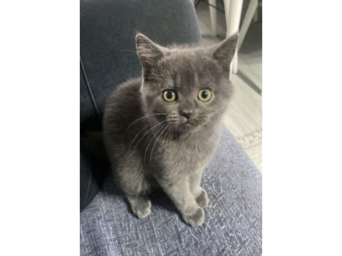 British shorthair bebeğimiz