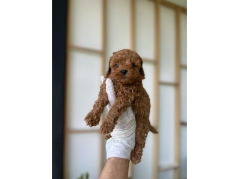 Poodle (red brown)