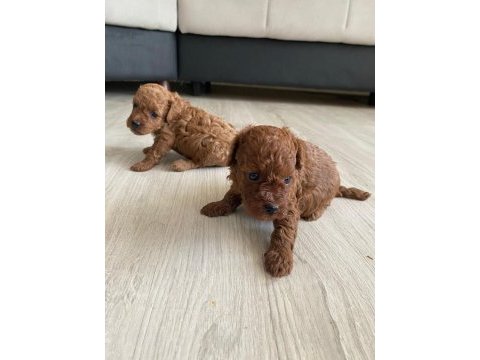 Kore erkek toy poodle bebekler