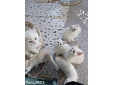 British longhair lynx point yavrular