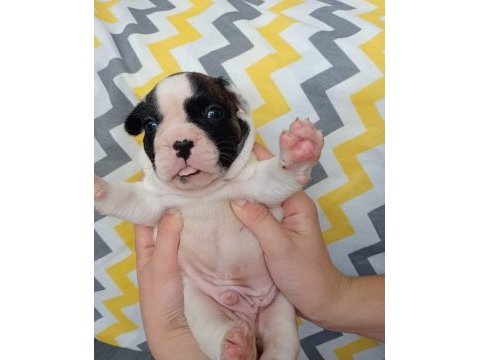 Kaliteli yavrular rezerveye açık french bulldog