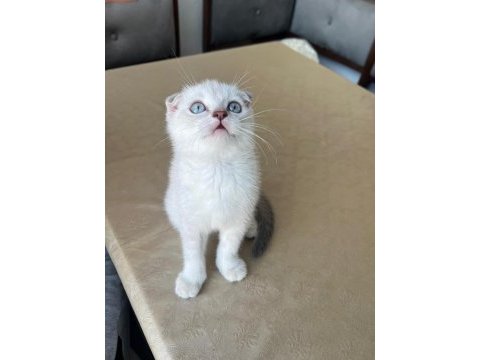 Safkan british shorthair ve longhair golden
