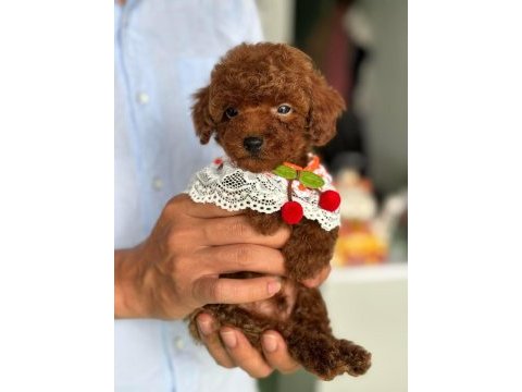 Adananın en seçkin toy poodle yavruları