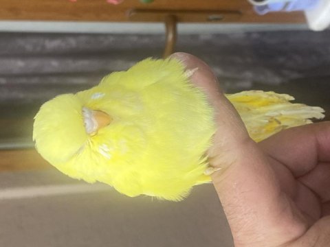 Show jumbo albino muhabbet kuşu