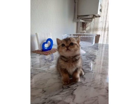 Miniklerim yeni yuvalarına gitmeye hazır