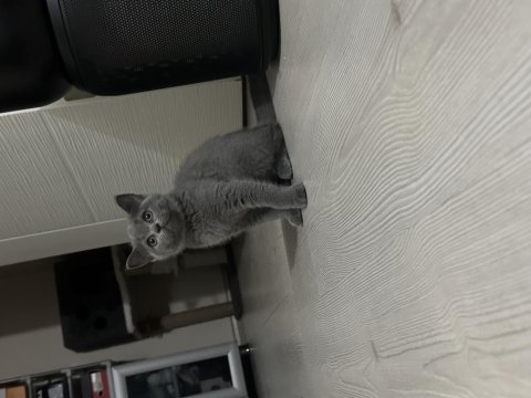 British shorthair 3 aylık prenses