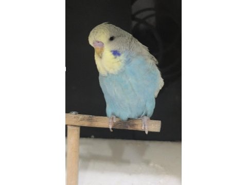 Yeni yeme düşen jumbo ve show jumbo muhabbet kuşları