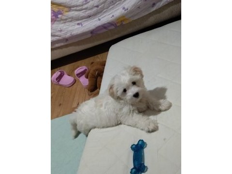 Erkek 4 aylık terrier