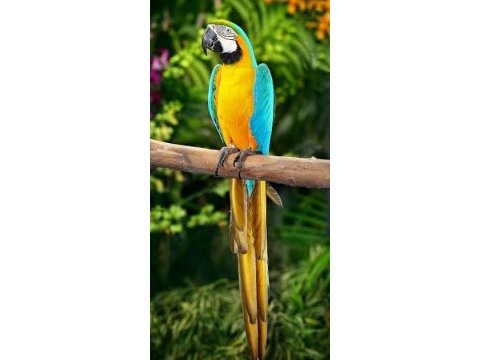 Orijinal sarı kırmızı macaw