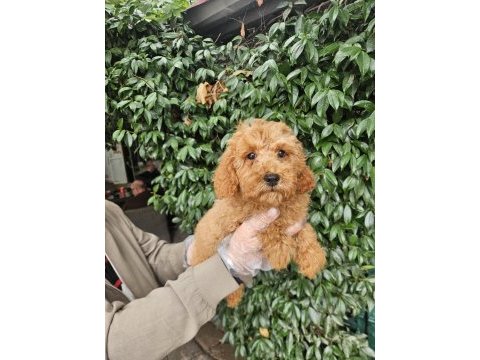 Irk ve sağlık garanti poodle yavrularımız